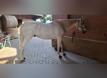Holstein, Gelding, 13 years, 18.2 hh, Grey Holstein, Gelding, 13 years, 18.2 hh, Grey