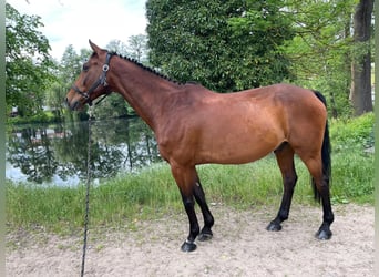 Holstein, Gelding, 14 years, 15,2 hh, Brown