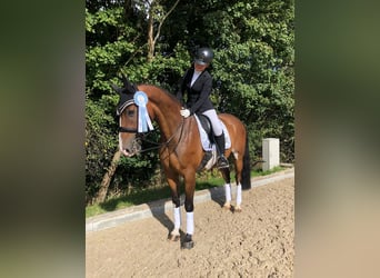 Holstein, Gelding, 14 years, 16.1 hh, Brown