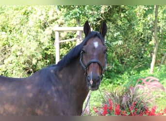 Holstein, Gelding, 14 years, 16,2 hh, Brown