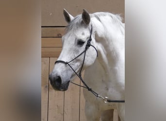 Holstein, Gelding, 14 years, 16.2 hh, Gray-Fleabitten
