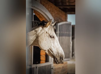 Holstein, Gelding, 14 years, 16.2 hh, Gray