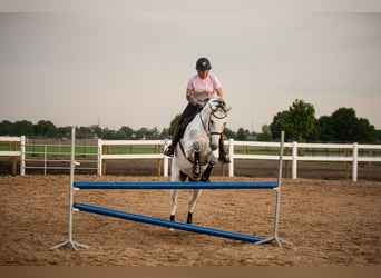 Holstein, Gelding, 14 years, 16.2 hh, Gray