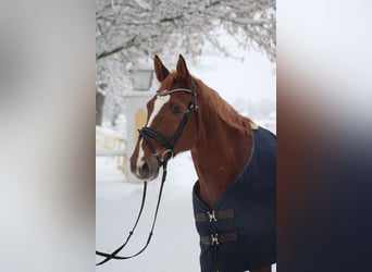 Holstein, Gelding, 14 years, 16.3 hh, Chestnut-Red