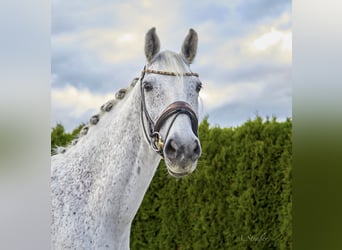 Holstein, Gelding, 14 years, 16.3 hh, Grey-Fleabitten