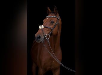 Holstein, Gelding, 14 years, 16 hh, Brown