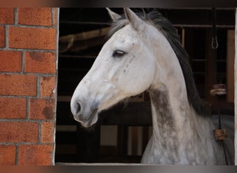 Holstein, Gelding, 14 years, 16 hh, Grey