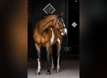 Holstein, Gelding, 14 years, 16,1 hh, Brown