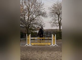 Holstein, Gelding, 14 years, 16,2 hh, Black