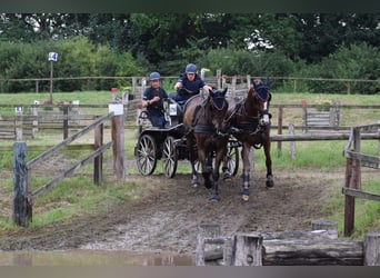 Holstein, Gelding, 14 years, 16,2 hh, Brown