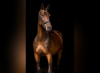 Holstein, Gelding, 14 years, 16,2 hh, Brown