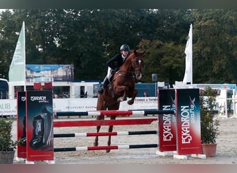 Holstein, Gelding, 14 years, 16,2 hh, Chestnut-Red