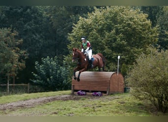 Holstein, Gelding, 14 years, 16,2 hh, Chestnut-Red