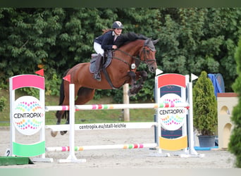 Holstein, Gelding, 14 years, 17.1 hh, Brown