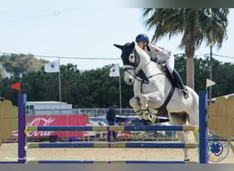 Holstein, Gelding, 14 years, 17.1 hh, Grey-Dapple