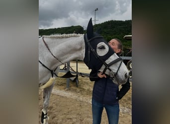 Holstein, Gelding, 14 years, 17.1 hh, Grey-Dapple