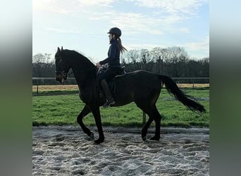 Holstein, Gelding, 14 years, 17 hh, Bay-Dark