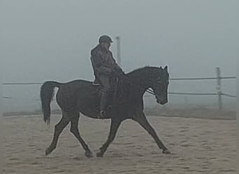 Holstein, Gelding, 14 years, 17 hh, Bay-Dark