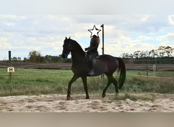 Holstein, Gelding, 14 years, 17 hh, Bay-Dark