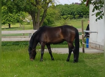 Holstein, Gelding, 14 years, 17 hh, Bay-Dark