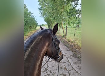 Holstein, Gelding, 14 years, 17 hh, Bay-Dark