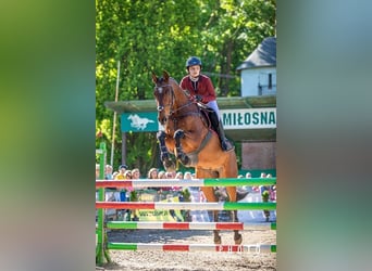 Holstein, Gelding, 14 years, 17 hh, Bay