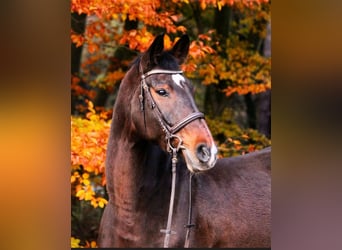 Holstein, Gelding, 14 years, 17 hh, Brown