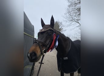 Holstein, Gelding, 14 years, 17 hh, Brown