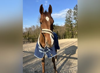 Holstein, Gelding, 14 years, 17 hh, Chestnut-Red