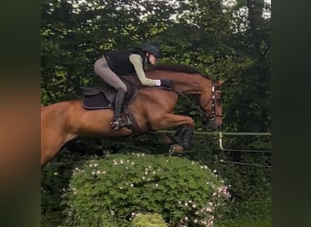 Holstein, Gelding, 14 years, 17 hh, Chestnut-Red