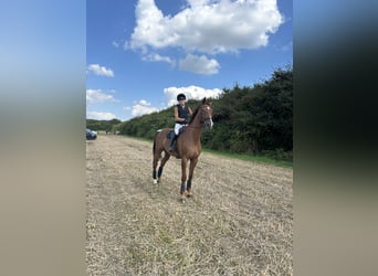 Holstein, Gelding, 14 years, 17 hh, Chestnut-Red