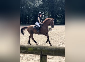 Holstein, Gelding, 14 years, 17 hh, Chestnut-Red