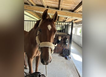 Holstein, Gelding, 14 years, 17 hh, Chestnut-Red