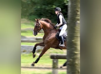 Holstein, Gelding, 14 years, 17 hh, Chestnut-Red