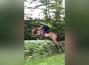 Holstein, Gelding, 14 years, 17 hh, Chestnut-Red