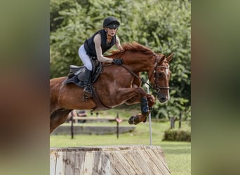 Holstein, Gelding, 14 years, 17 hh, Chestnut-Red