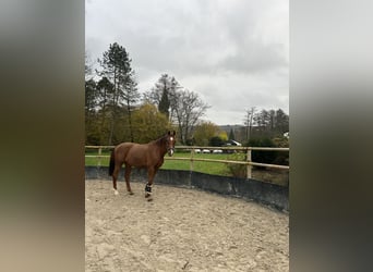 Holstein, Gelding, 14 years, 17 hh, Chestnut-Red