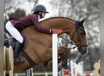 Holstein, Gelding, 14 years, 17 hh, Chestnut-Red