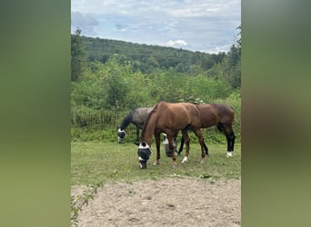 Holstein, Gelding, 14 years, 17 hh, Chestnut-Red