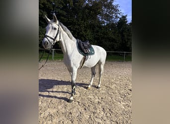 Holstein, Gelding, 14 years, 17 hh, Grey Holstein, Gelding, 14 years, 17 hh, Grey