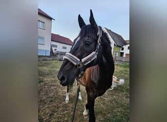 Holstein, Gelding, 14 years, 17 hh, Smoky-Black