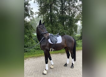 Holstein, Gelding, 14 years, 17 hh, Smoky-Black