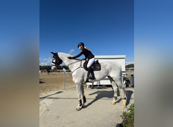 Holstein, Gelding, 14 years, 17,2 hh, Grey