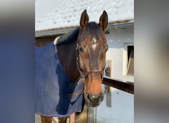Holstein, Gelding, 14 years, 18 hh, Brown