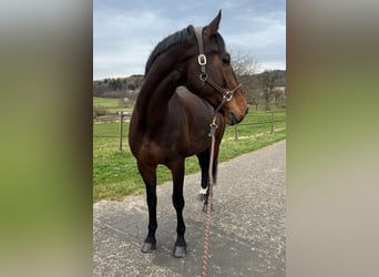 Holstein, Gelding, 14 years, 18 hh, Brown