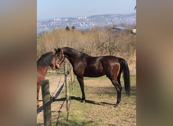 Holstein, Gelding, 14 years, 18 hh, Brown