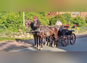 Holstein, Gelding, 14 years, Smoky-Black