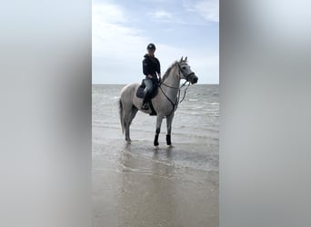 Holstein, Gelding, 15 years, 15,2 hh, Gray