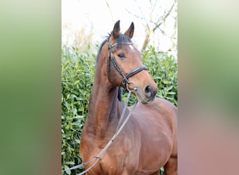 Holstein, Gelding, 15 years, 16,1 hh, Brown