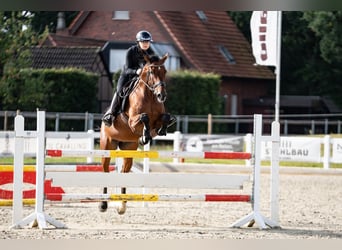 Holstein, Gelding, 15 years, 16.1 hh, Brown